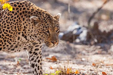 South Africa, Kruger National Park, Leopard (Panthera pardus)