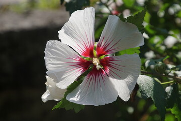 Hibiskus weiß im Sonnenlicht Halbschatten 1742568308 © manuela_merl