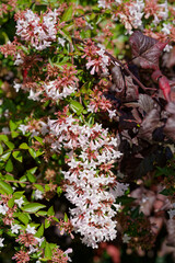 Ab&eacute;lie en fleurs