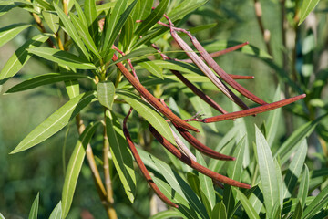 Gousses de laurier rose
