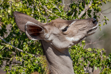 South Africa, Kruger National Park, Greater Kudu (Tragelaphus strepsiceros), female