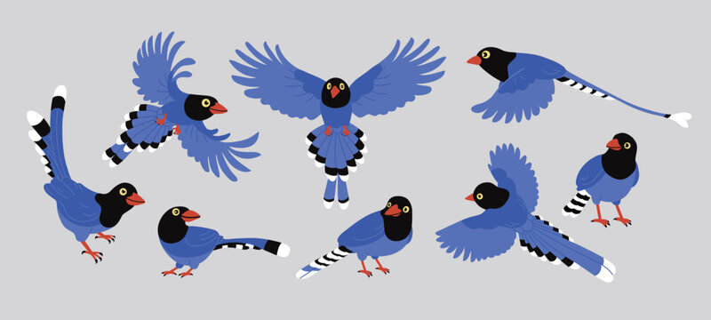Set of Taiwan blue magpie. Urocissa caerulea in Various Flying and Standing Poses, Exotic birds of Taiwan and of Asia. Cute Blue cartoon bird. Vector flat illustration, isolated on gray background