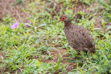 South Africa, Kruger National Park, Swainson's Francolin (Pternistis swainsonii)