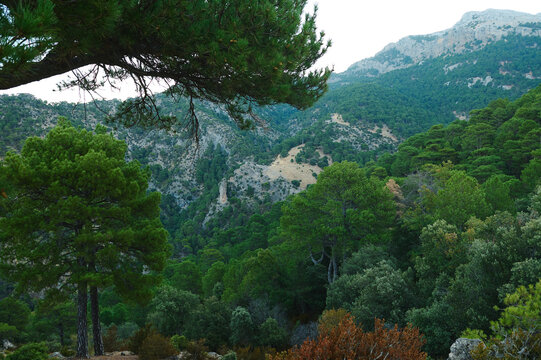Lush Pine Forest Overlooking Mountain Valley With Green Hills and Rocky Cliffs - Powered by Adobe