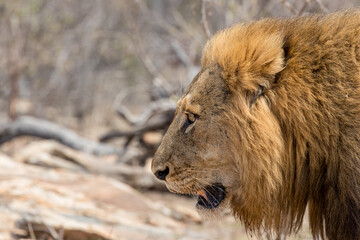 South Africa, Kruger National Park, Lion (Panthera leo), male