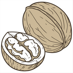 Whole Walnut in Shell Natural Brown Nut with Textured Surface Isolated on a White background