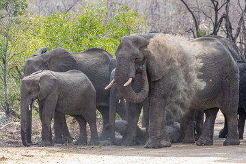 African Elephant (Loxodonta africana)