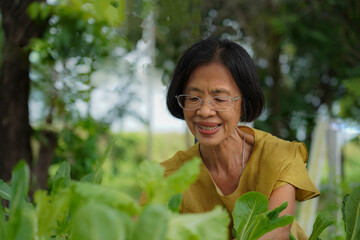 Happy senior Asian woman harvesting fresh organic homegrown vegetables in a backyard garden. Healthy and sustainable lifestyle concept.