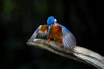 Blue-eared Kingfisher standing on branch © Riadi