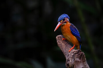 Blue-eared Kingfisher standing on branch