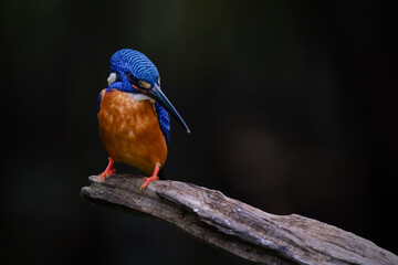 Blue-eared Kingfisher standing on branch
