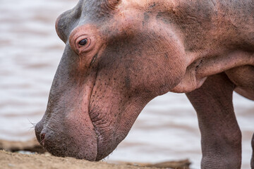 Hippopotamus "Hippo" (Hippopotamus amphibius)