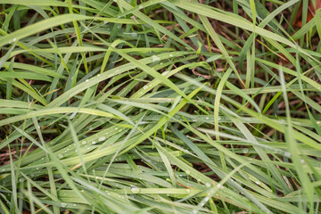 Natural green fresh grass with dew drops rainy day in open space macro photo water drops on lawn