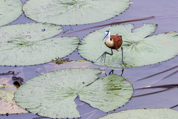 African Jacana (Actophilornis africanus)