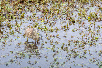 Squacco Heron (Ardeola ralloides)