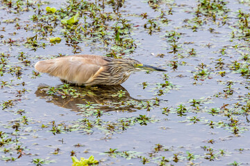 Squacco Heron (Ardeola ralloides)