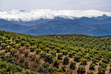 Olive trees in agricultural fields. Agricultural industry. Farms in productive fields. Spain, ecotourism and agrotourism