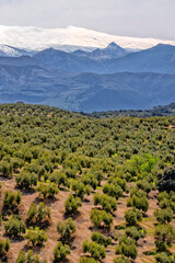 Olive trees in agricultural fields. Agricultural industry. Farms in productive fields. Spain,...