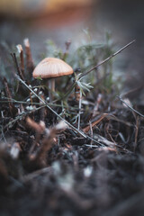 mushroom in the forest