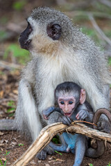 Vervet Monkey (Chlorocebus pygerythrus)