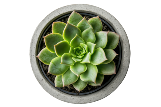 Top view of a vibrant green succulent plant in a round gray concrete pot adds natural beauty indoors on transparent background