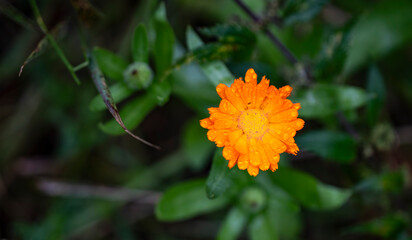 Photo with close-up delicate flowers of calendula medicinal open space wild gerbera macro drops of water dew on petals