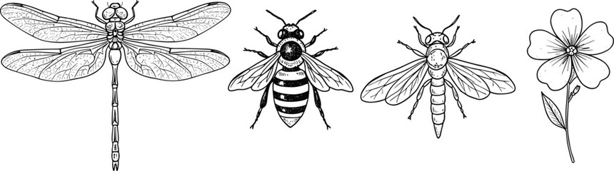Detailed insect and flower illustration, dragonfly bee and wasp vector, nature entomology artwork, botanical insect drawing, vintage scientific style design