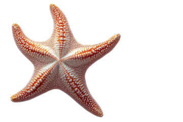 Close up of a vibrant orange starfish with intricate patterns against a stark on transparent background