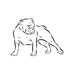 Brazilian bulldog Campeiro, vector sketch