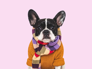 Cute puppy and knitted wool scarf. Isolated background. Close-up, indoors. Studio shot. Pet clothing. Concept of care, education and training pets