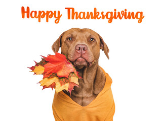 Happy Thanksgiving. Cute dog, knitted wool sweater and autumn yellow leaves. Congratulatory inscription. Close-up, studio shot. Congratulations for family, friends and colleagues. Pets care concept