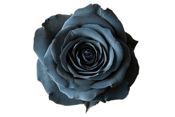 Elegant blue rose blossom with delicate petals against a for romantic floral designs on transparent background
