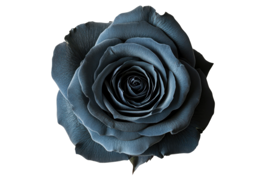 Elegant blue rose blossom with delicate petals against a for romantic floral designs on transparent background