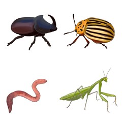 Bugs on a white background, watercolor, realistic, worm, Colorado potato beetle, rhinoceros beetle, praying mantis