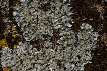 Background of lichen on tree bark moss green moss on bark natural background
