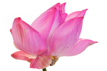 Beautiful Pink Lotus Flower Isolated on White Background