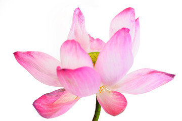 Beautiful Pink Lotus Flower Blooming on White Background