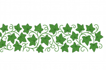 Green ivy vine border illustration forming decorative frame element with climbing leaves on transparent background