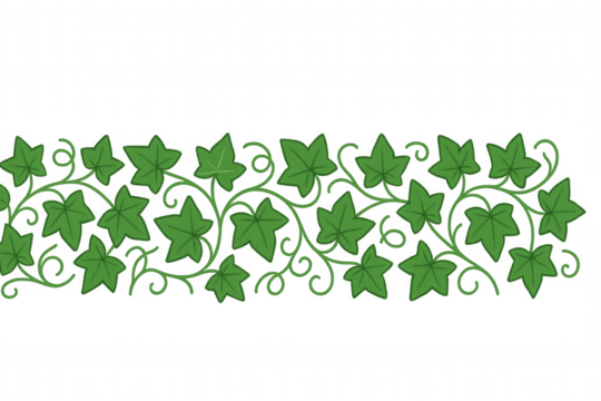 Green ivy vine border illustration forming decorative frame element with climbing leaves on transparent background