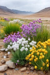 Obraz premium Vibrant wildflowers blooming in arid mountain valley landscape