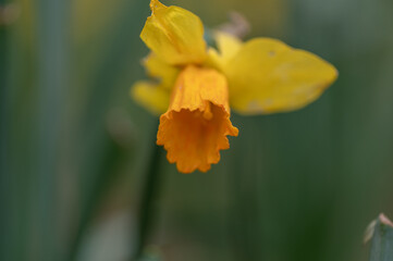 yellow daffodil flower