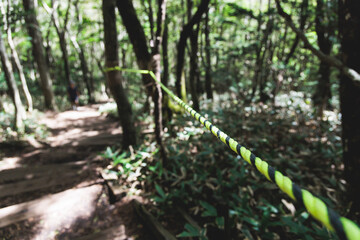 Hallasan National Park, Jeju island, South Korea, vibrant view of trail with a wooden ladder path stairs, trekking and climbing, stairway to Halla mountain summit, hiking in Korea, Jeju-do, sunny day