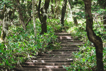 Hallasan National Park, Jeju island, South Korea, vibrant view of trail with a wooden ladder path stairs, trekking and climbing, stairway to Halla mountain summit, hiking in Korea, Jeju-do, sunny day