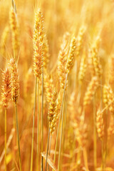 Golden Wheat field background, ripening ears of wheat on field at natural light. Yellow ripe grains bread crop, good harvest in agricultural field, autumn season. Crops field grain culture at sunlight
