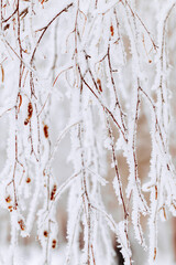 Frost-covered branches as winter nature pattern, white closeup snow birch tree twigs with catkins, frozen tree against cold, snowy backgrounds. Natural aesthetic wintertime scenery