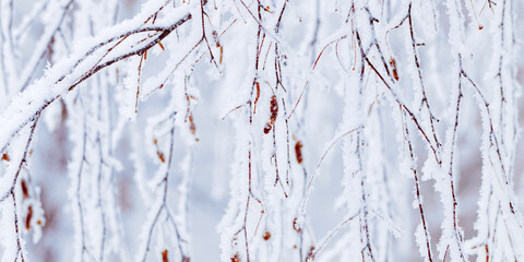 Winter birch tree branches snow covered, white blue color nature, detailed close-up frost branches with delicate ice crystals as natural scenic banner, wintry frozen background, serene tranquil mood