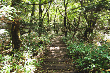Hallasan National Park, Jeju island, South Korea, vibrant view of trail with a wooden ladder path stairs, trekking and climbing, stairway to Halla mountain summit, hiking in Korea, Jeju-do, sunny day