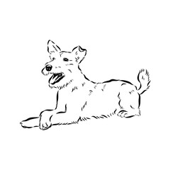 welsh terrier, dog breed, vector sketch
