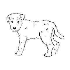 welsh terrier, dog breed, vector sketch