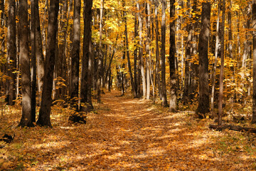 Fototapeta premium Beautiful autumn forest landscape. autumn trees with orange-yellow foliage and pathway, natural background. golden fall season. peaceful harmony nature